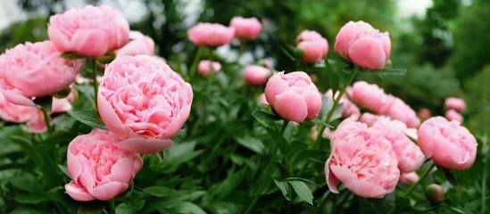 Fototapete Pfingstrosen Beautiful pink peony flowers close up in garden, abstract natural floral background. gentle romantic flower nature image. spring summer blossoming season. banner. template for design  © Ju_see