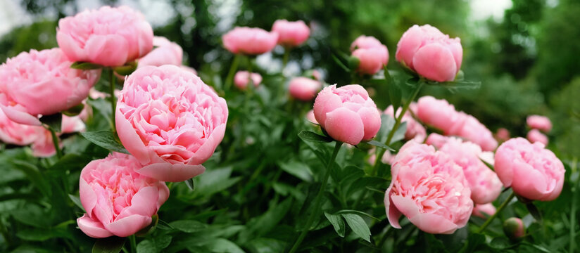 Beautiful pink peony flowers close up in garden, abstract natural floral background. gentle romantic flower nature image. spring summer blossoming season. banner. template for design