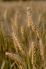 ears of wheat on field