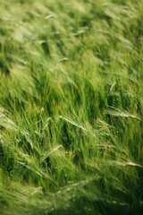 wheat field on a sunny day
agro