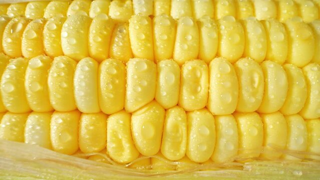 In a mesmerizing macro video, sweetcorn glistens with droplets of water, each tiny sphere reflecting a world of its own. Nature's artistry unveiled. Sweetcorn background. 4K UHD
