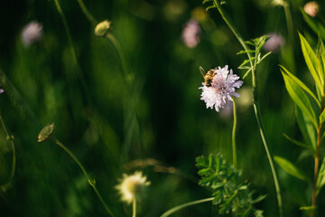 forest flowers under sunlight. bokeh