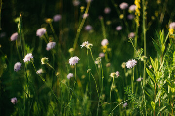Obraz premium forest flowers under sunlight. bokeh