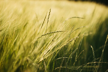 wheat field on a sunny day
agro