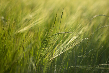 wheat field on a sunny day
agro