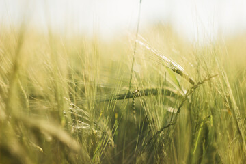 wheat field on a sunny day
agro