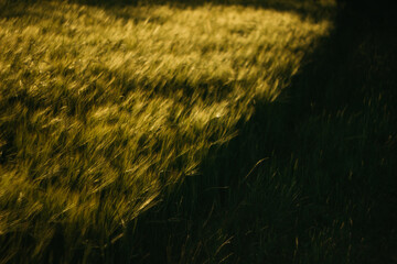 wheat field on a sunny day
agro