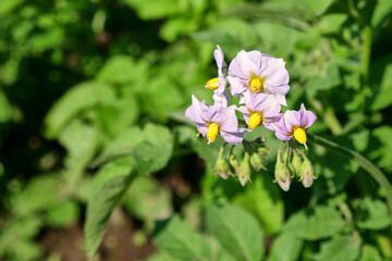 Obraz na płótnie Canvas Flowering potato bush. Gardening and cultivation of potatoes.