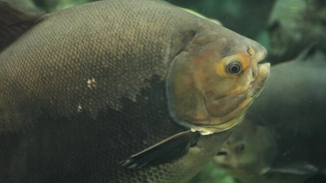 Brown pacu A species of freshwater ray-finned fish