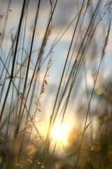 sunset in the grass