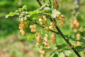 A farmer inspects a crop of ripening white currants. Gardening. Cultivation of white currants.