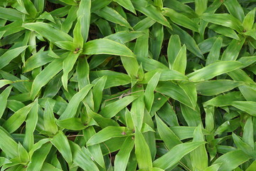Immerse yourself in the enchanting beauty of our green ornamental backgrounds. Discover captivating patterns, textures, and vibrant foliage that bring a touch of nature's artistry to your projects.