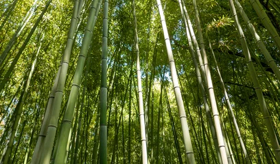 Foto op Canvas view of a beautiful and shady bamboo forest © tiziana