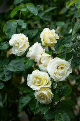 biało kremowe róże w ogrodzie, white roses in the garden