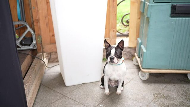 Black and white french bulldog sitting motionless waiting
