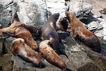 Fototapeta premium Sea lions on the Kekur stones Five Fingers in the Peter the Great Bay of the Sea of Japan