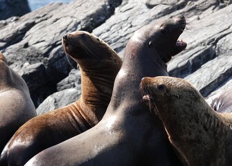 Sea lions on the Kekur stones Five Fingers in the Peter the Great Bay of the Sea of Japan