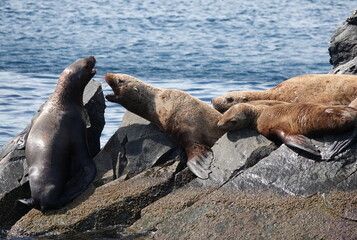 Sea lions on the Kekur stones Five Fingers in the Peter the Great Bay of the Sea of Japan