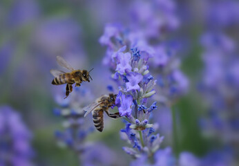 Lavendel, wir lieben ihn.