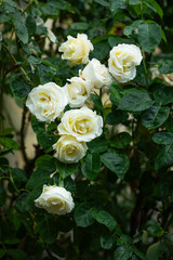 white roses in the garden