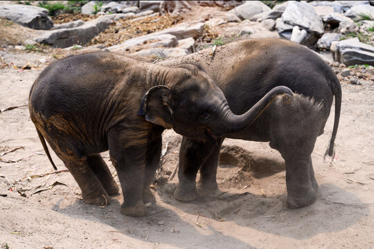 happy baby elephant play together in nature