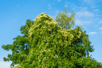 Blooming climbing plant on green tree on blue sky background