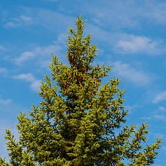 Spruce with cones on blue sky clouds background