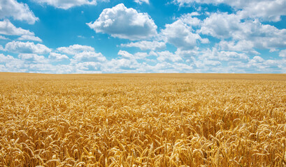 Golden wheat field under sunny blue sky - obrazy, fototapety, plakaty