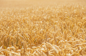 Fields of wheat at the end of summer fully ripe