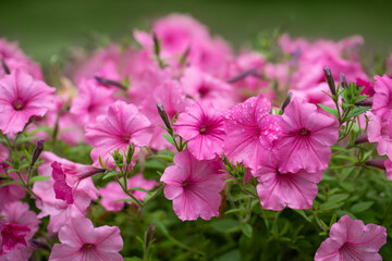 różowa supertunia, petunia w letnim ogrodzie