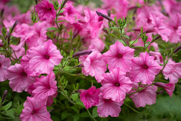 różowa supertunia, petunia w letnim ogrodzie