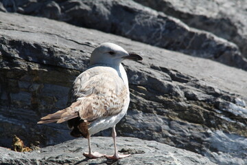 An injured seagull o a rock near shore