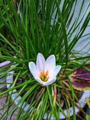 Zephyranthes candida flower, with common names that include autumn zephyrlily, white windflower and Peruvian wamp lily