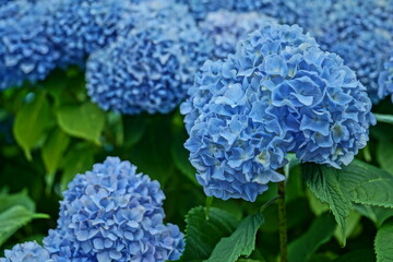大きい青い紫陽花
