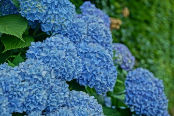 奥行きのあるたくさん咲いた青い紫陽花