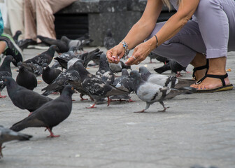 Osoby dokarmiające stado gołębi. © siwyk