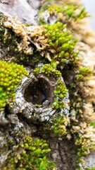 A tree trunk with moss on it and a sky background