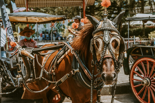dokar in Indonesia always uses horses to run it.