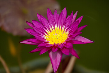 Obraz premium Macro photo of a colourful flower