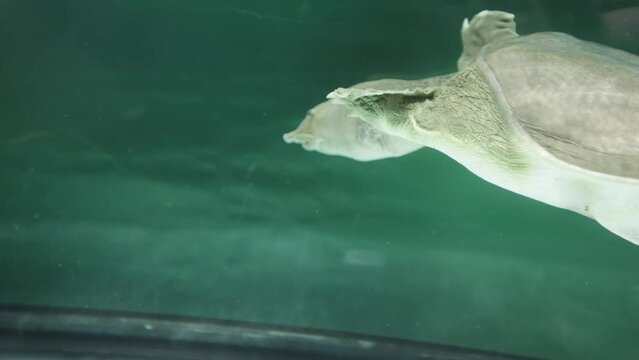 Far Eastern freshwater turtle