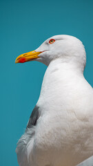 close up of a seagull with blue sky