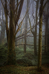 Morning fog in forest and fallen tree, Sintra mountain, Portugal 