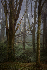 Obraz premium Morning fog in forest and fallen tree, Sintra mountain, Portugal 