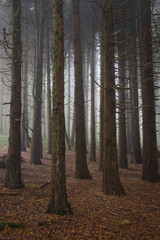 A woodland scene with fog in Sintra mountain forest, Portugal