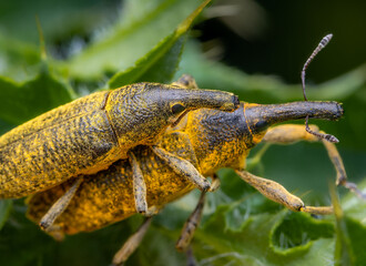 Macrophotography with a pair of Elongated Bean Weevils (Lixus pulverulentus) mating in nature. Extremely close-up and details.