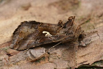 Closeup on the common Silver-Y owlet moth, Autographa gamma sitting on wood
