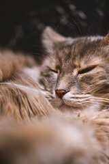 close up of a brown cat face