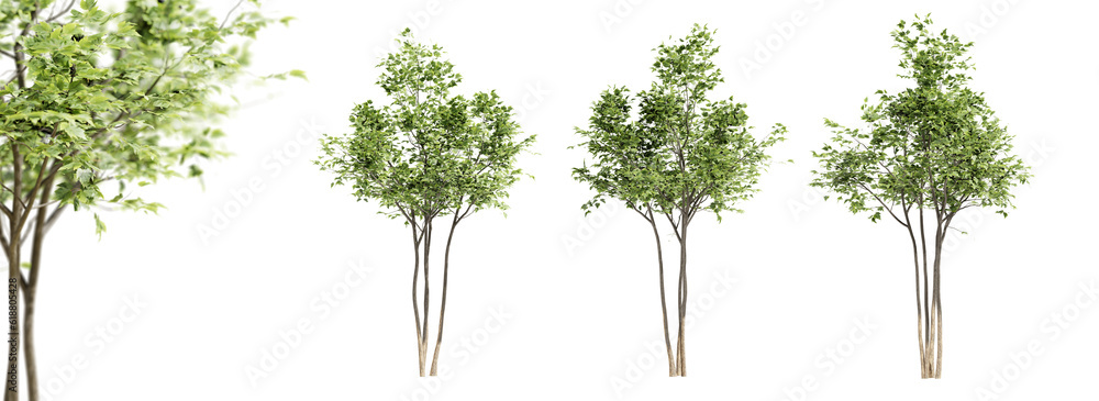 Leinwandbilder maple trees isolated on transparent background and selective focus close-up. 3d render.