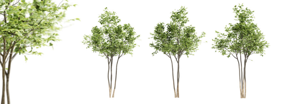 Maple trees isolated on transparent background and selective focus close-up. 3D render.