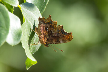 C-Falter